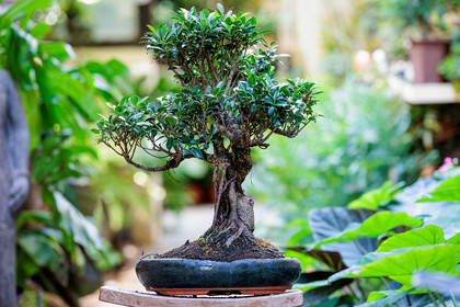 Bonsai Center