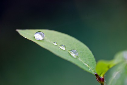 Chèvrefeuille, Lonicera