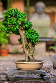 Bonsai