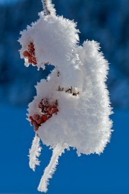 Cristaux de neige