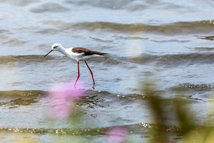 Salins d'Hyères