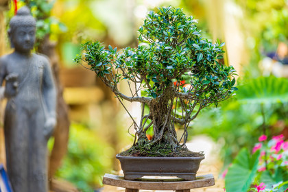 Bonsai Center