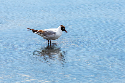 Salins d'Hyères