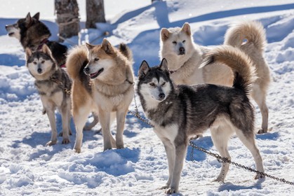 Chiens de traineau