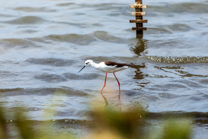 Salins d'Hyères