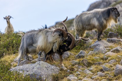 Chèvres  corses