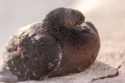 Pigeon