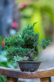 Bonsai