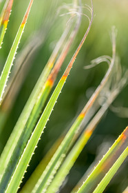 Flore Méditerranéenne