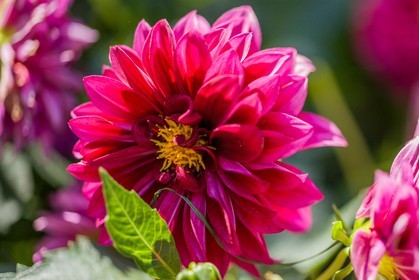 Flore Méditerranéenne