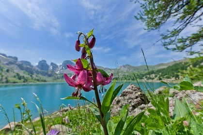 Lis Martagon, Lilium Martagon