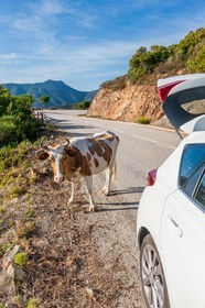 Vache corse