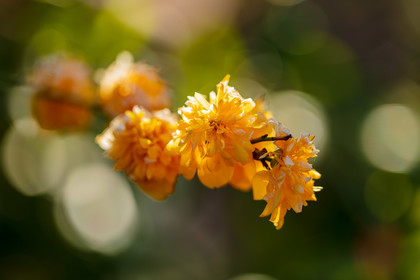 Flore