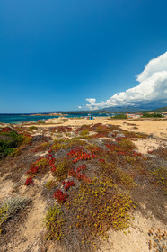 Tonnara