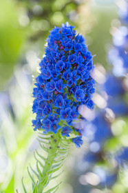 Flore Méditerranéenne