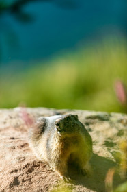 Marmotte
