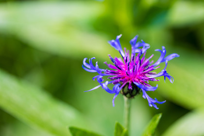 France, Alpes-de-Haute-Provence, Val d'Allos
