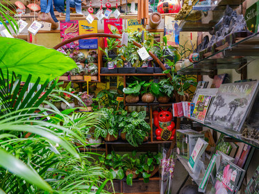 Bonsai Center