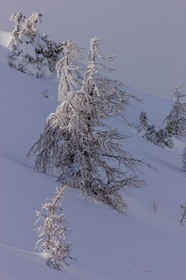 Isola 2000
