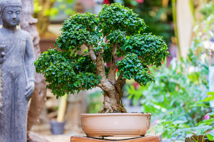 Bonsai Center