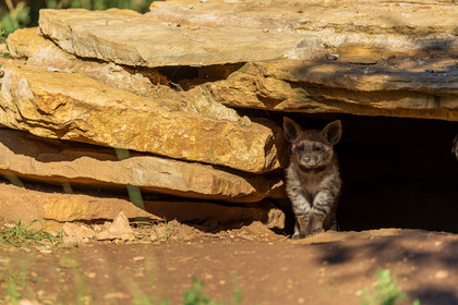Parc animalier de la Barben