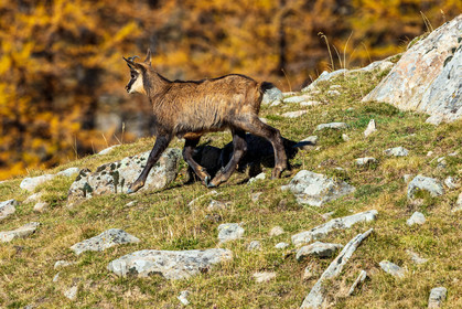 Chamois, Rupicapra rupicapra