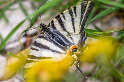 Papillon