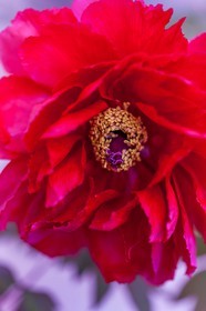 Flore méditerranéenne