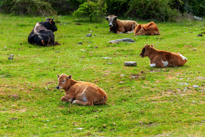 Faune corse