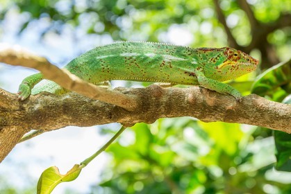 Caméléon, Endormi