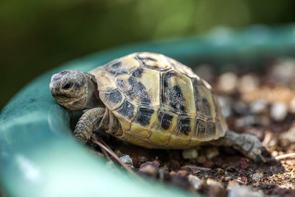 Tortue d'Hermann,Testudo hermanni