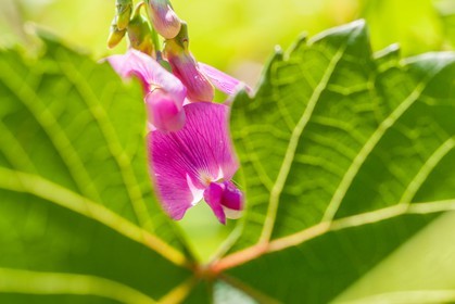 Flore Méditerranéenne