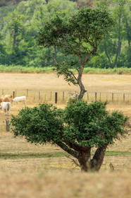 Sartène