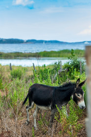 Faune corse