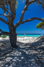 Saleccia