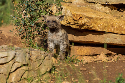 Parc animalier de la Barben