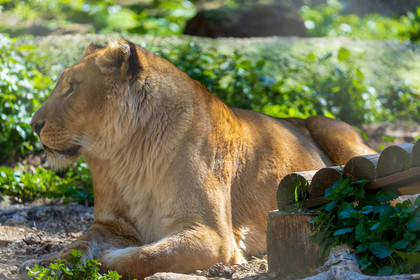 Lionne