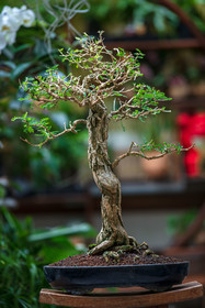 Bonsai