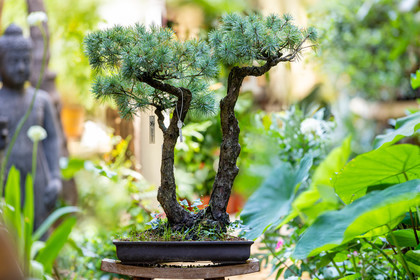 Bonsai