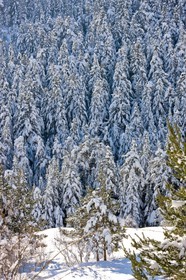 Forêt enneigée