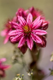 Joubarbe à toile d'araignée, Sempervivum arachnoideum