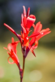 Canna indica,  La Conflore