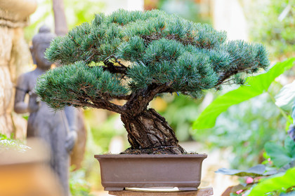 Bonsai