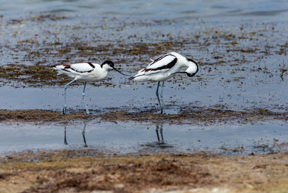 Salins d'Hyères