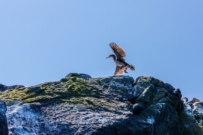Cormoran