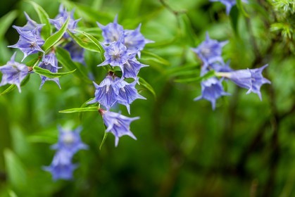 Flore corse