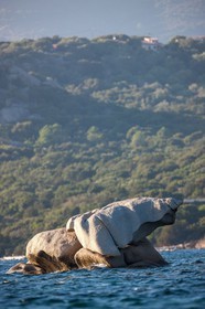 Figari