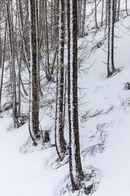 Auron