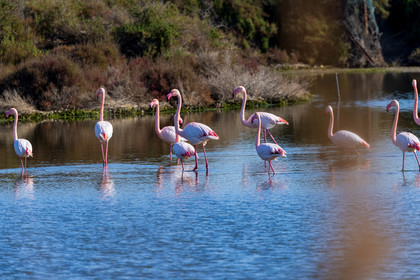 Flamant rose
