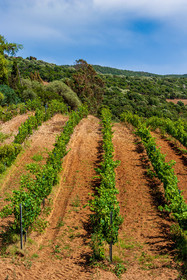 Domaine de Mosconi